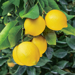 Seedless lemons tree